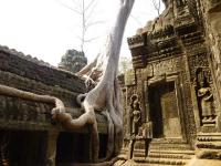 Angkor Ta Prohm, Cambodge